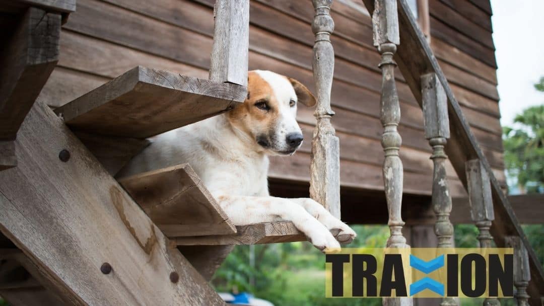 How to Make Stairs Less Slippery for Dogs Traxion Outdoor Stair Treads For Sale