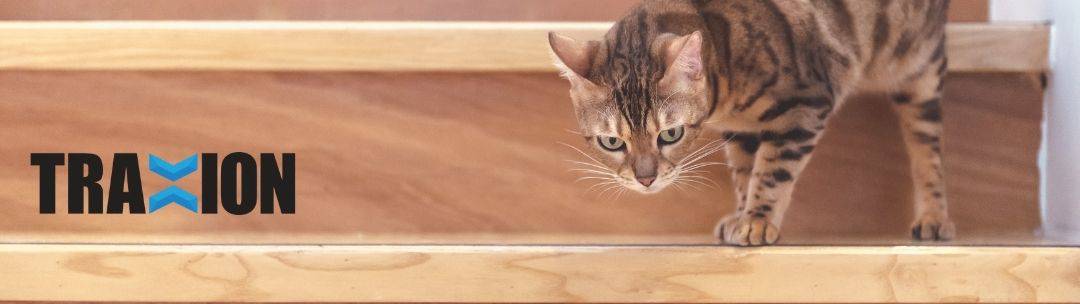 A cat walking down stairs.