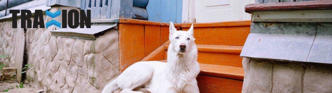 A dog sitting near stairs outside a home.